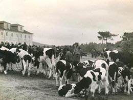 Feira de gado ovino