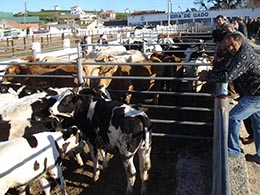 Feira do gado