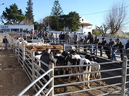 Feira do gado